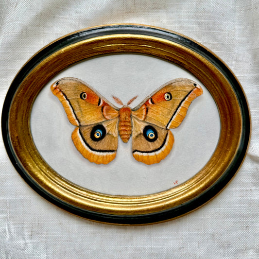 Polyphemus Moth Oil Painting